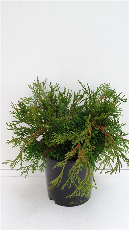 Кипарисовик туполистный Пигмея